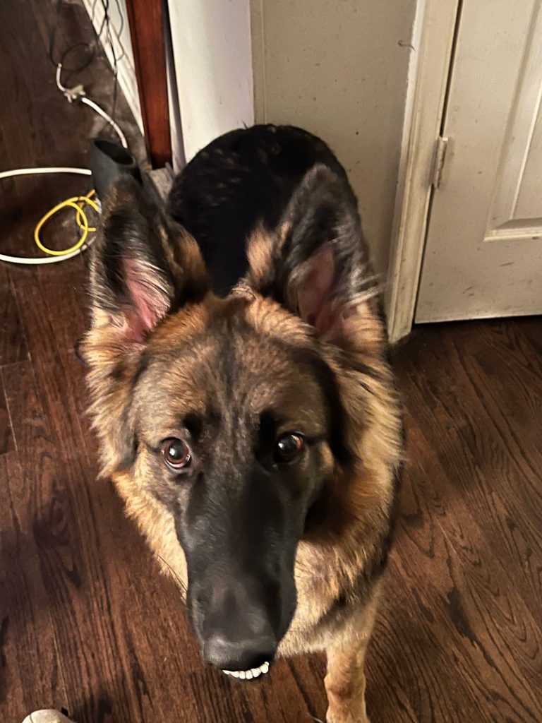 Ophelia "Philly"., lost dog, German Shepherd