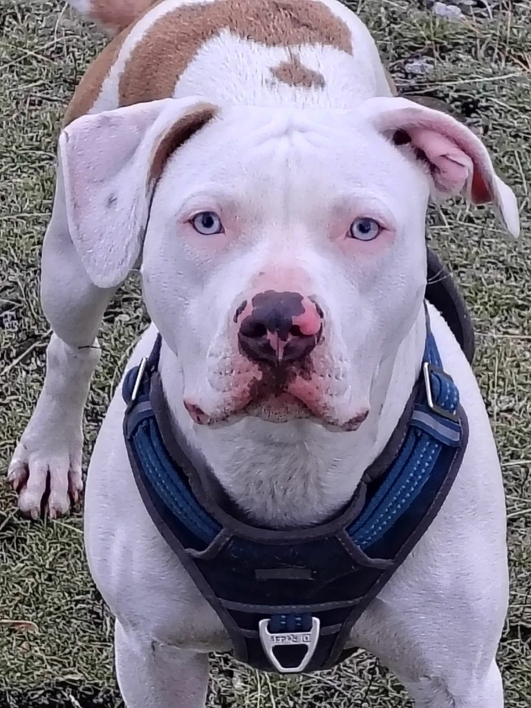 Quinn, lost dog, Pitbull