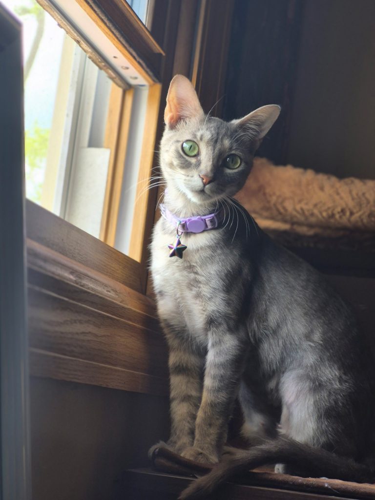 Gipsy, lost cat, Grey domestic shorthair