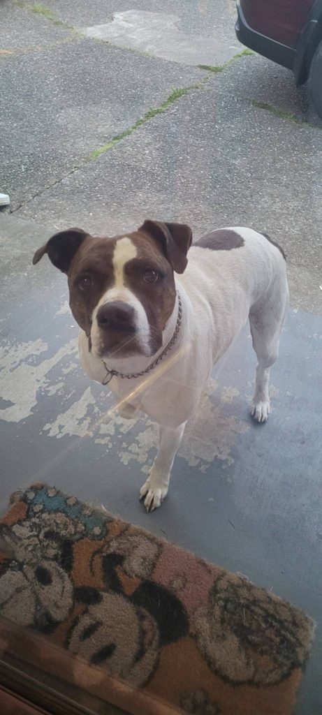 Radio, lost dog, American Bulldog