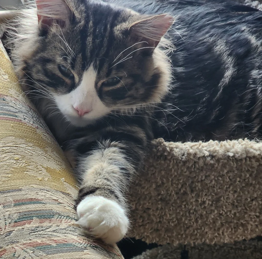 Little Bear, lost cat, Long haired domestic