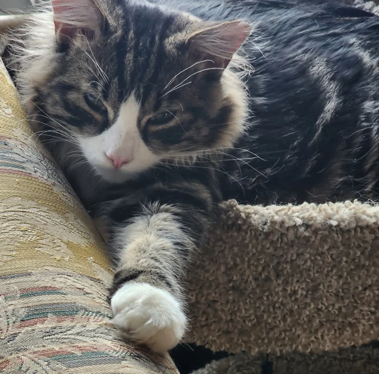 Little Bear, lost cat, Long haired domestic
