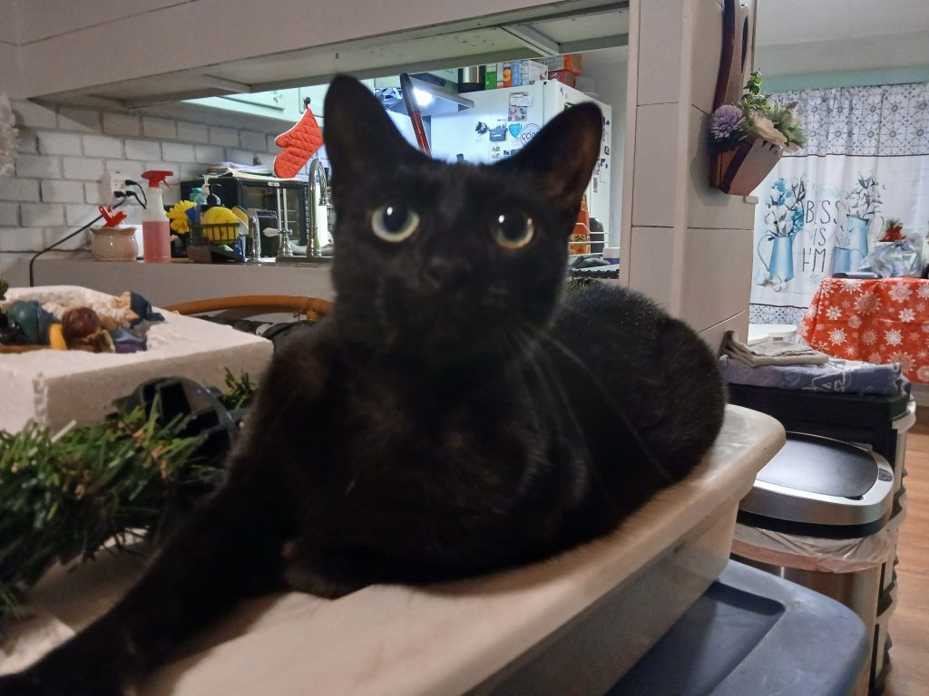 Ghost, lost cat, Domestic short hair