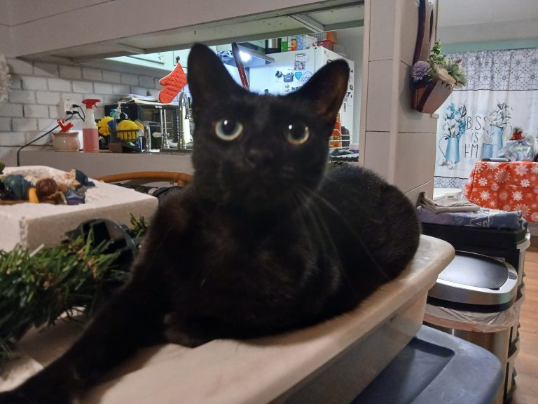 Ghost, lost cat, Domestic short hair