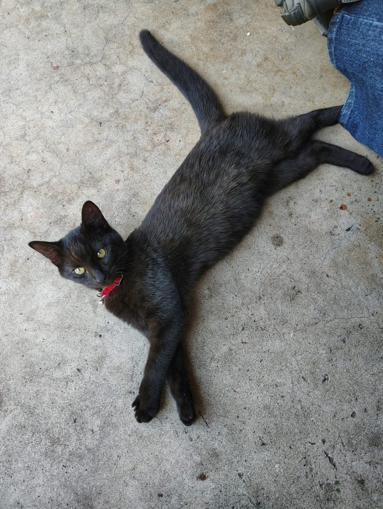 Timmy, lost cat, Tuxedo,tabico mix