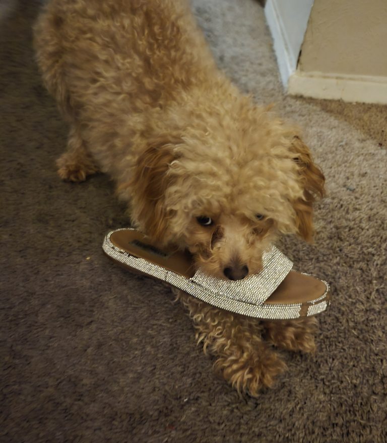 Latte, lost dog, Toy poodle