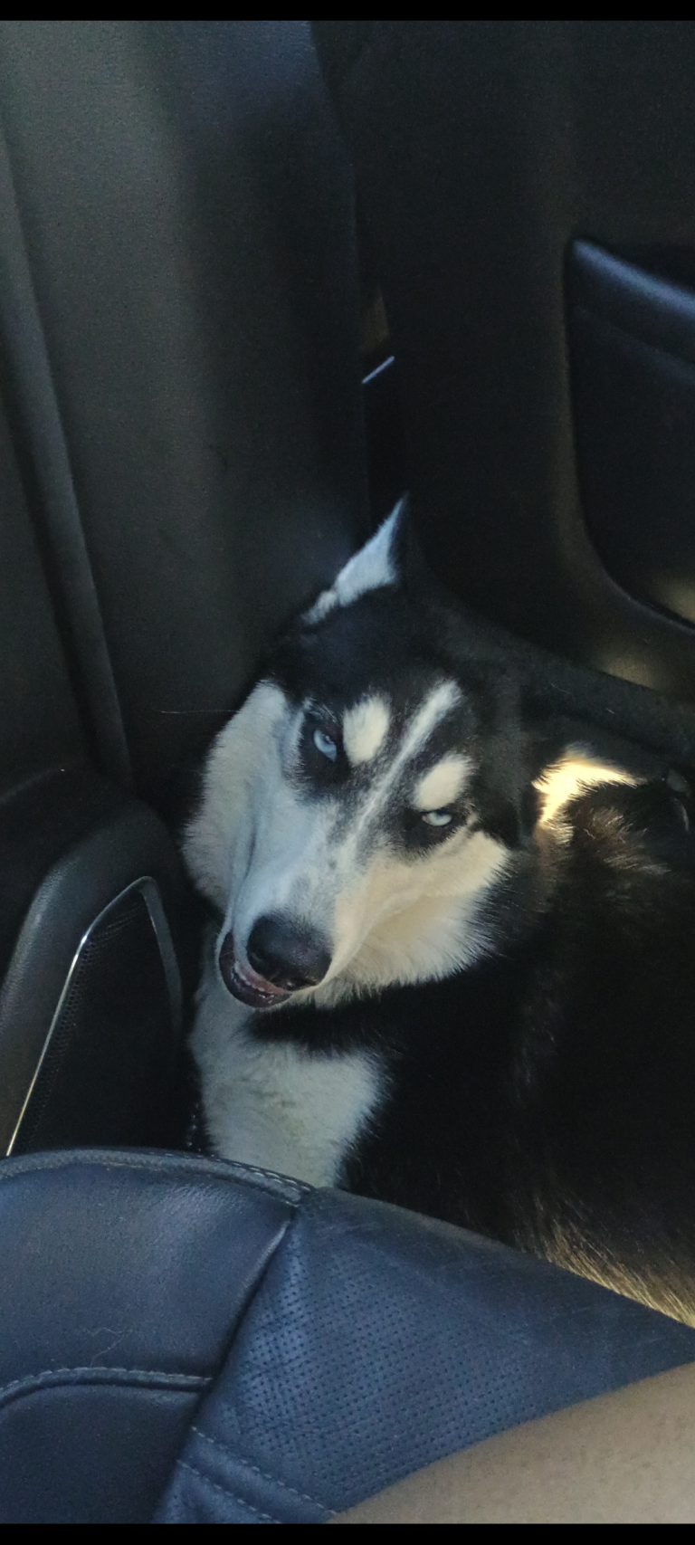 Ghost, lost dog, Husky