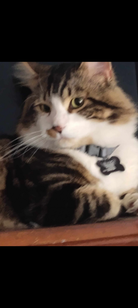 Cruella, lost cat, Long haired tabby