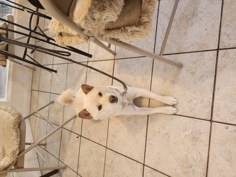 Yasu, lost dog, Shiba Inu