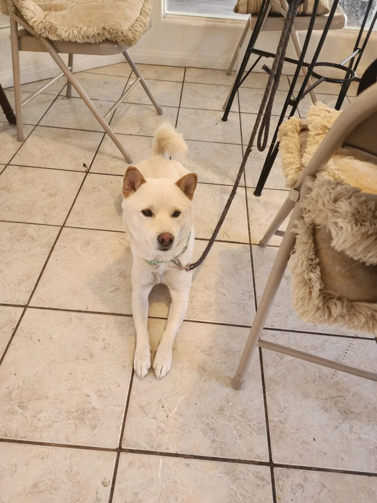 Yasu, lost dog, Shiba Inu