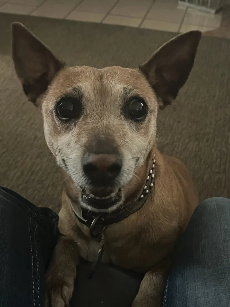 Mango, lost dog, Jack Terrier Russell