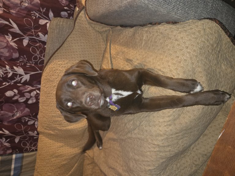 Maggie, lost dog, Lab mix
