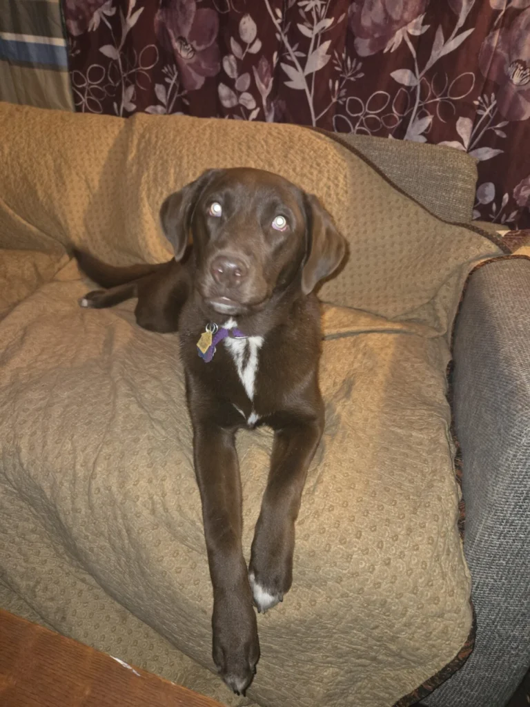 Maggie, lost dog, Lab mix