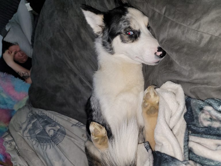 Loona, lost dog, Pomeranian husky