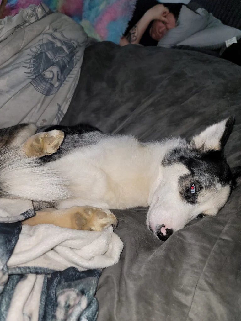 Loona, lost dog, Pomeranian husky