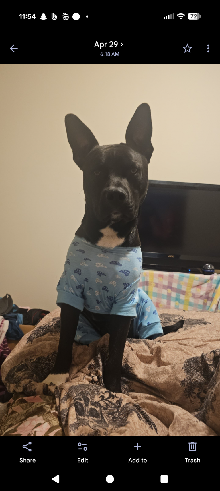 Kodak, lost dog, Husky shepherd pit mix
