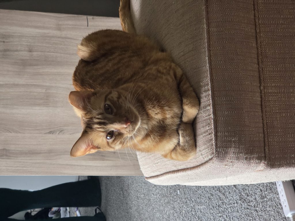 Taco, lost cat, Tabby