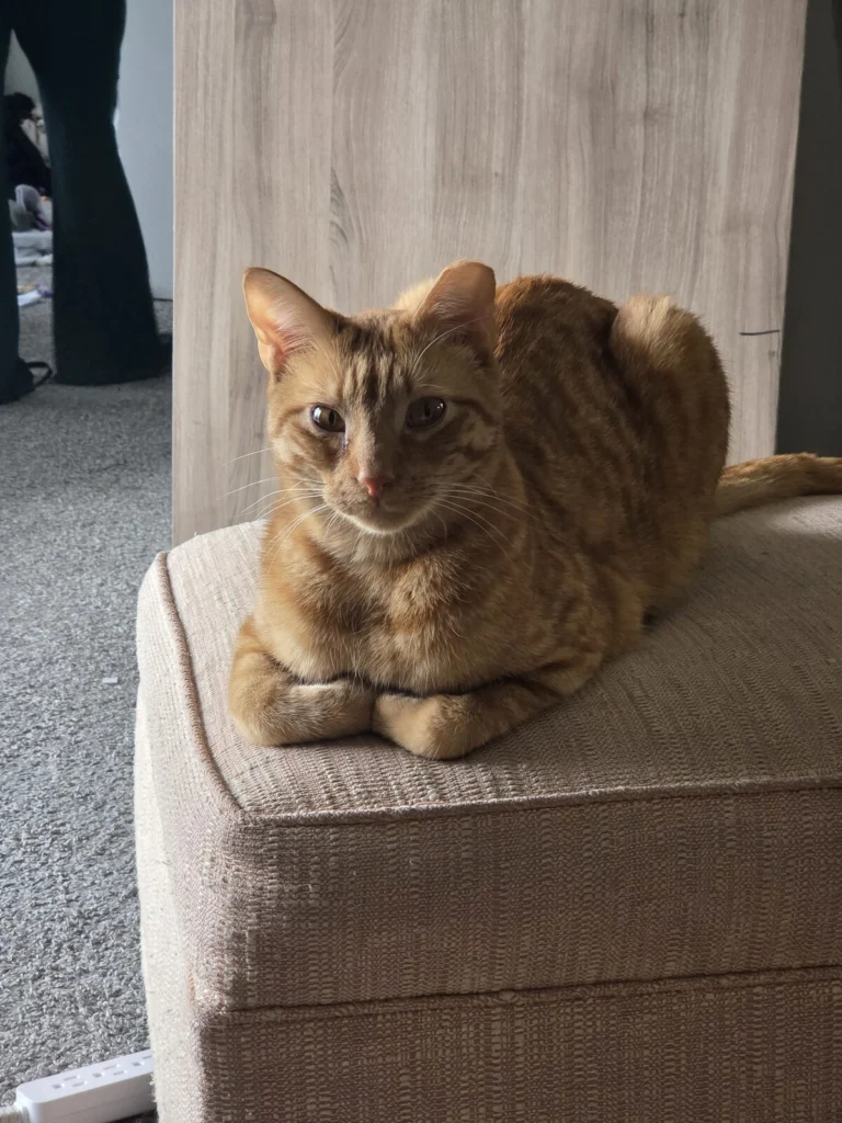 Taco, lost cat, Tabby