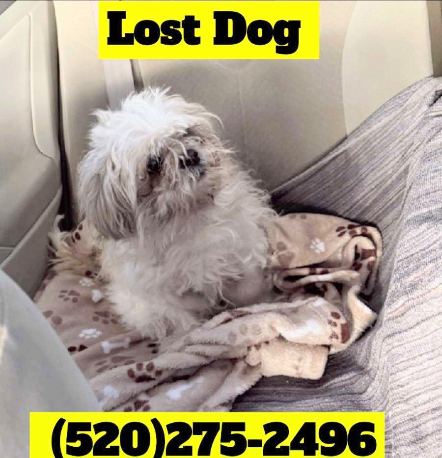 Money, lost dog, Shih Tzu