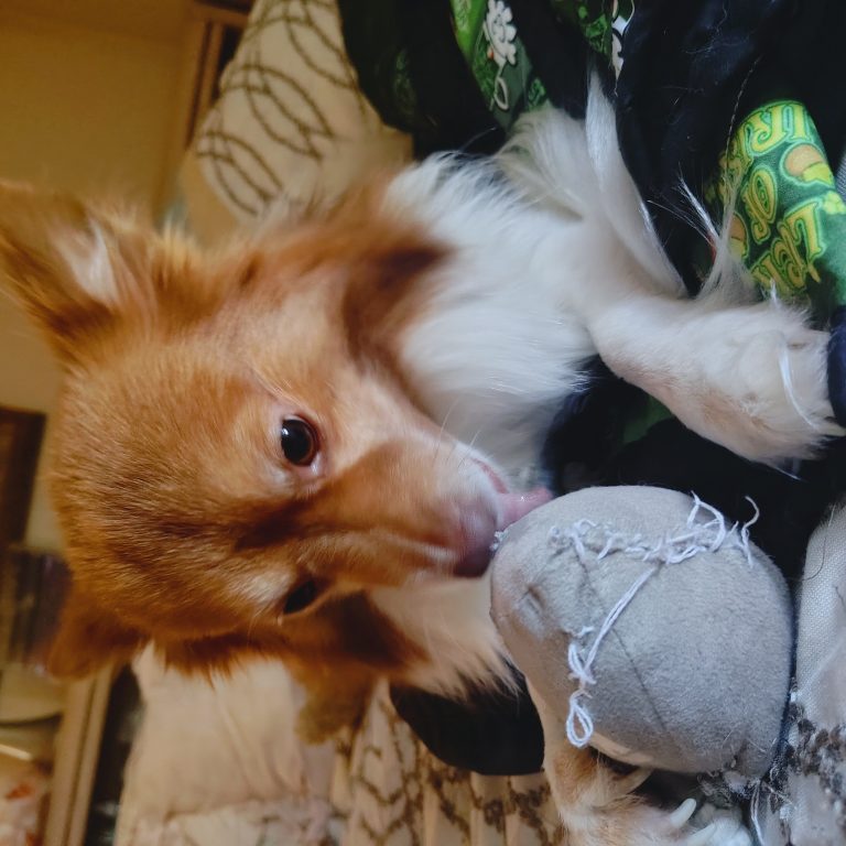 Dexter, lost dog, Pomeranian Chihuahua