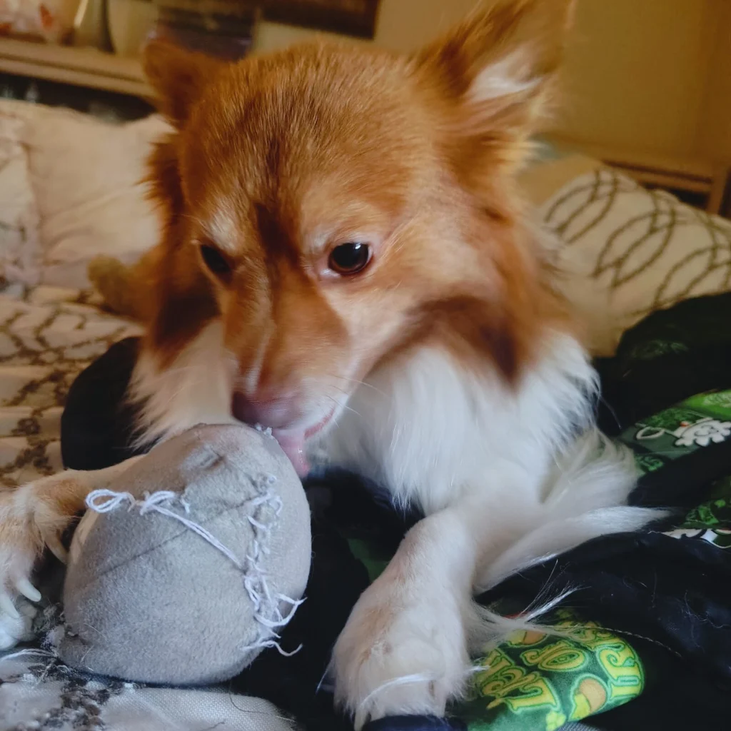 Dexter, lost dog, Pomeranian Chihuahua