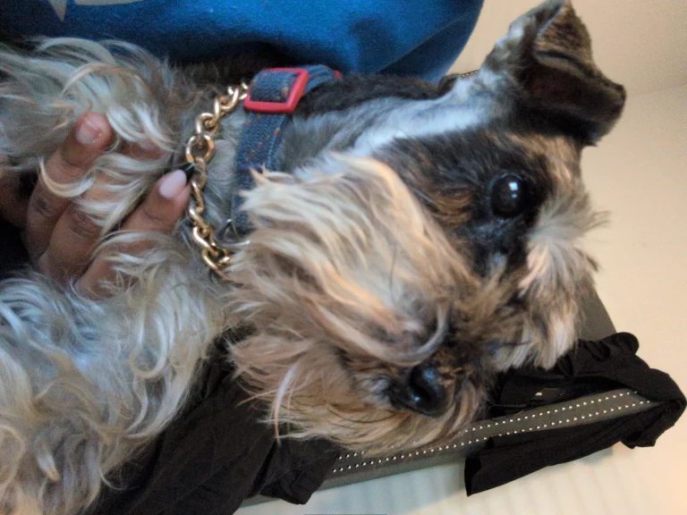 Blu, lost dog, Miniature Schnauzer