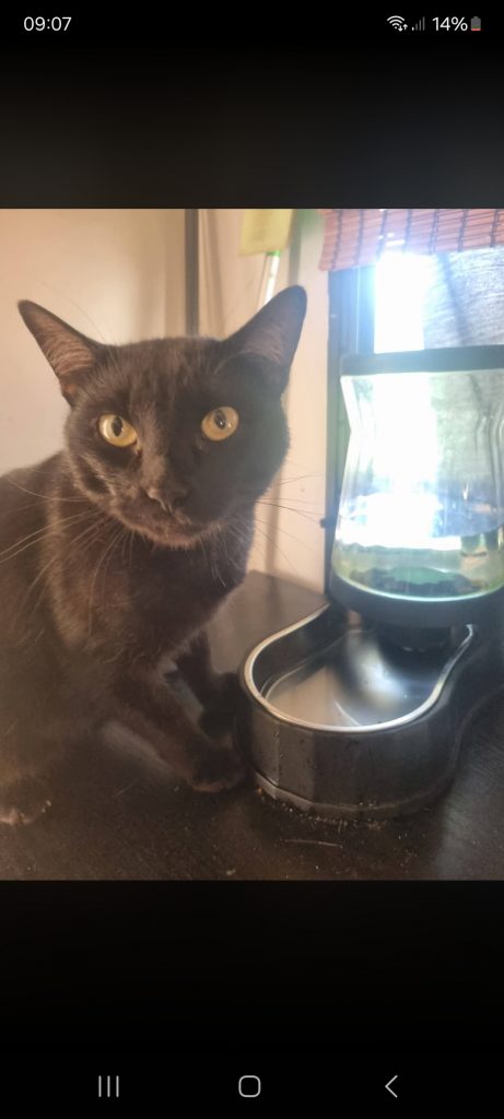 Kitt, lost cat, Dsh