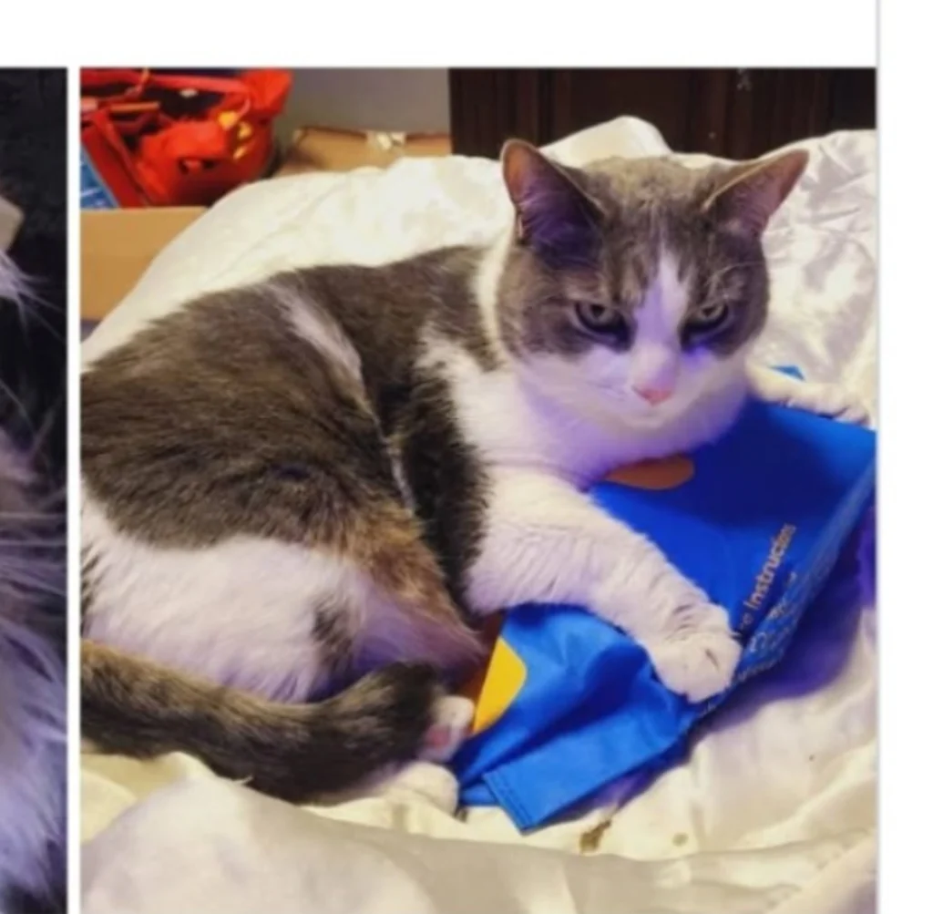 Bubba, lost cat, Short-haired domestic