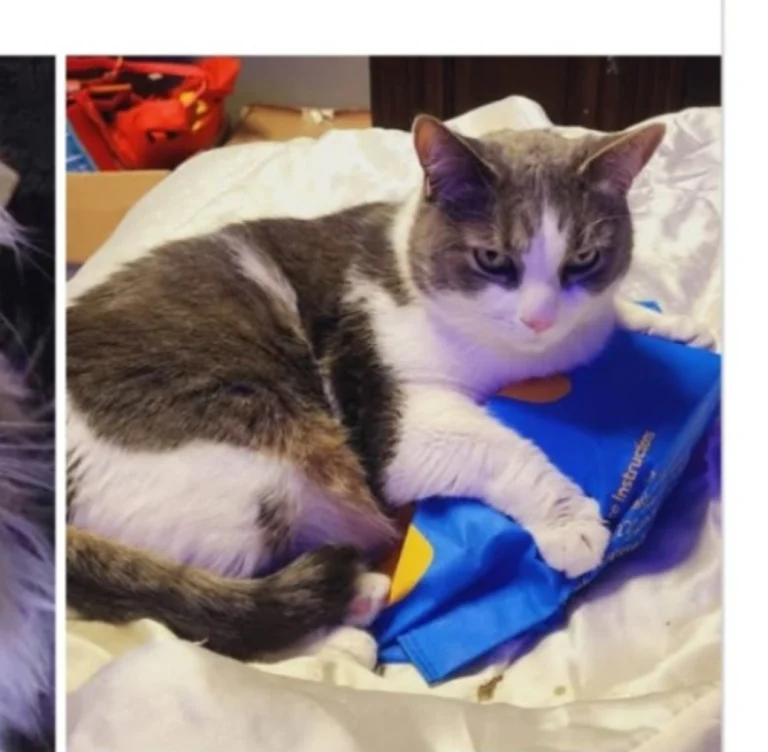 Bubba, lost cat, Short-haired domestic
