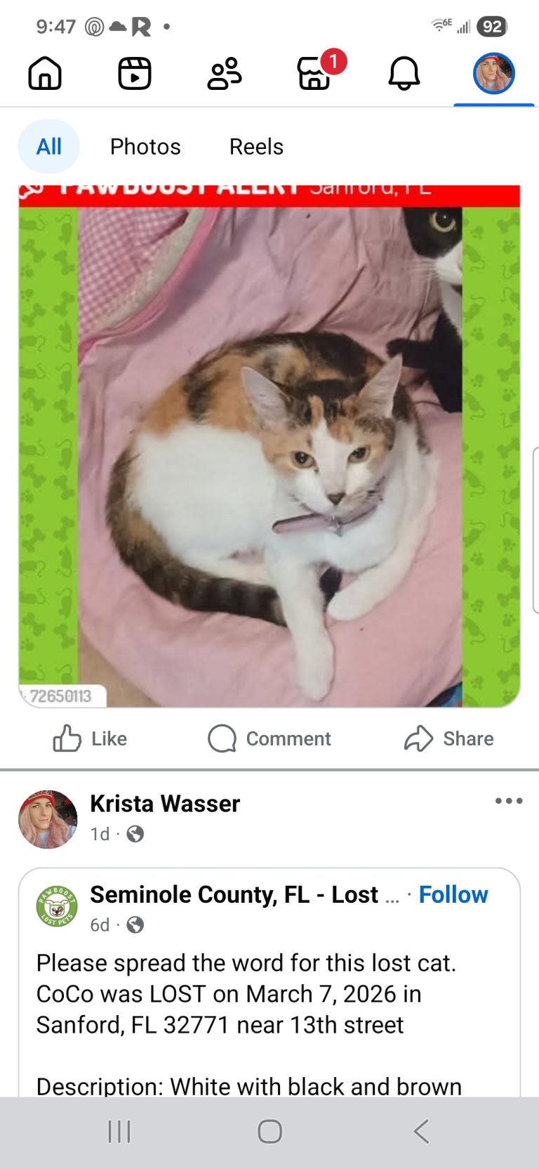 Coco, lost cat, Calico
