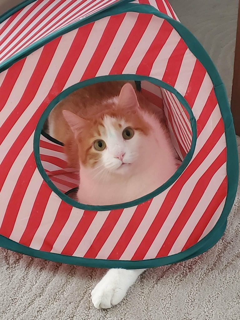 Lucky, lost cat, Shorthair