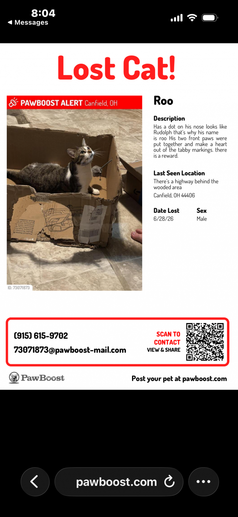 Roo, lost cat, Tabby and white