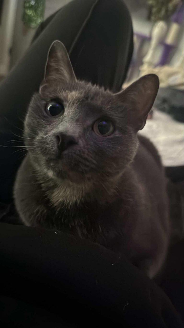 Porsha, lost cat, Short hair house cat