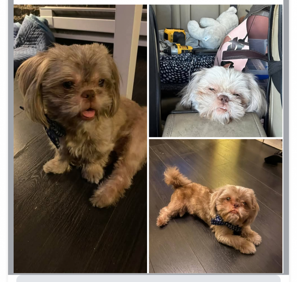 Pop Pop, lost dog, Shih Tzu