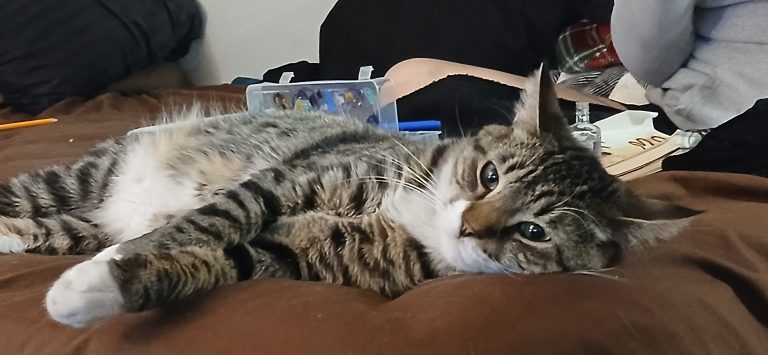 Sock, lost cat, Tabby
