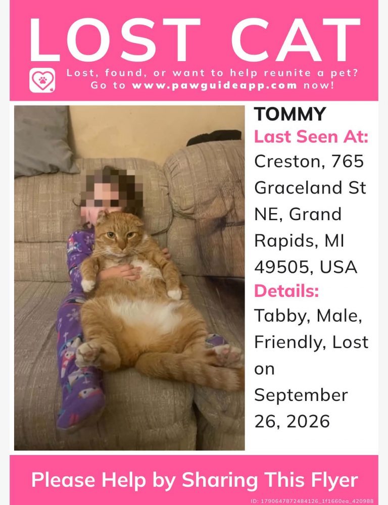 Tommy, lost cat, Tabby