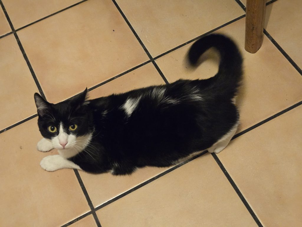 Chester, lost cat, American Shortrthairhair
