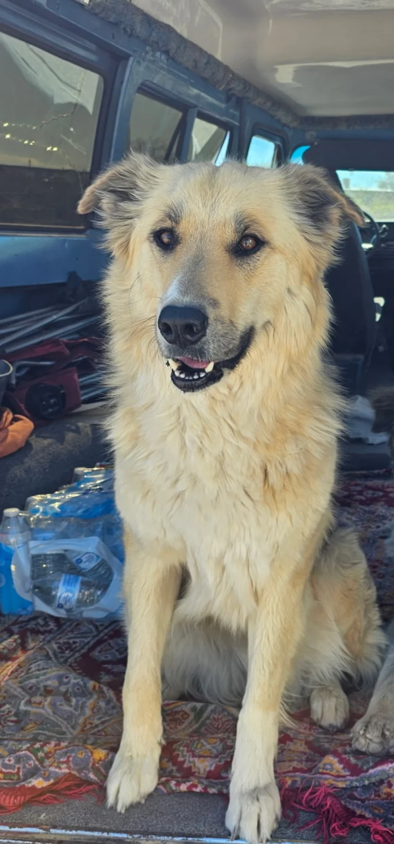 Storm, lost dog, Husky