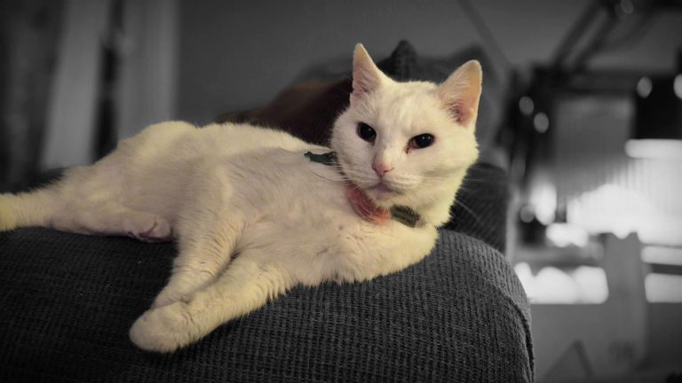 Lupin, lost cat, Dsh