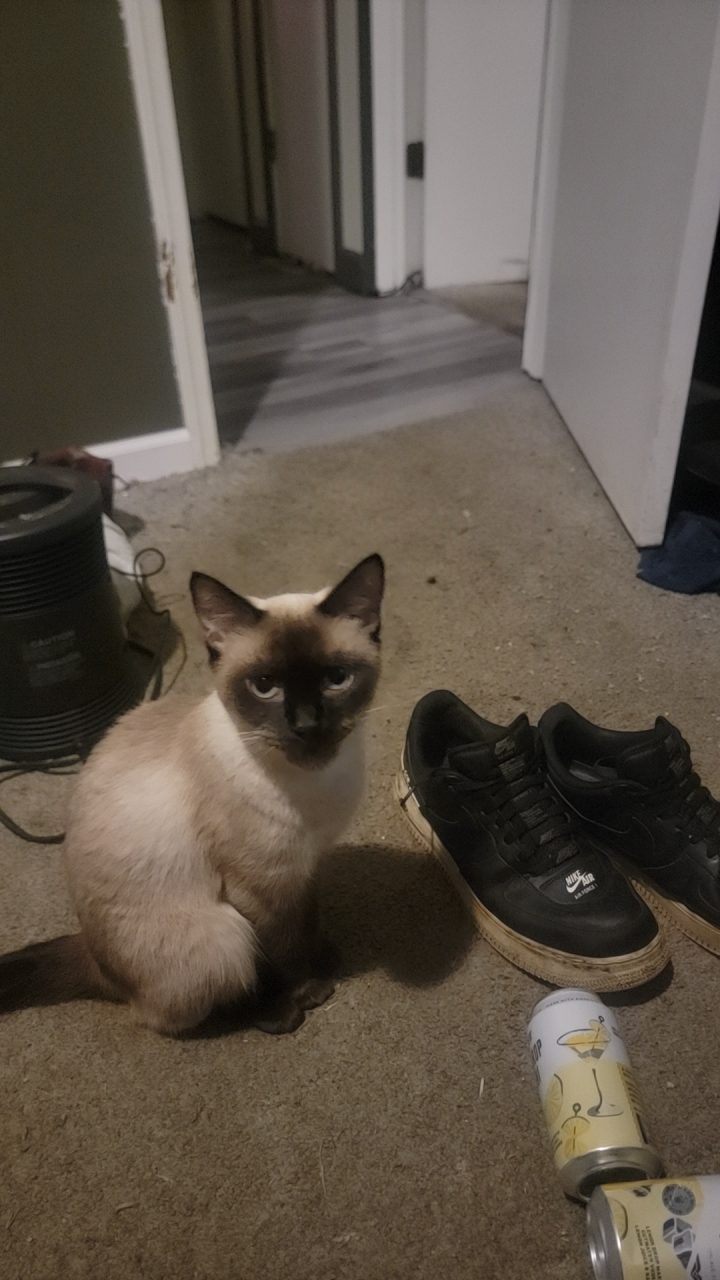 Smokey, lost cat, Siamese