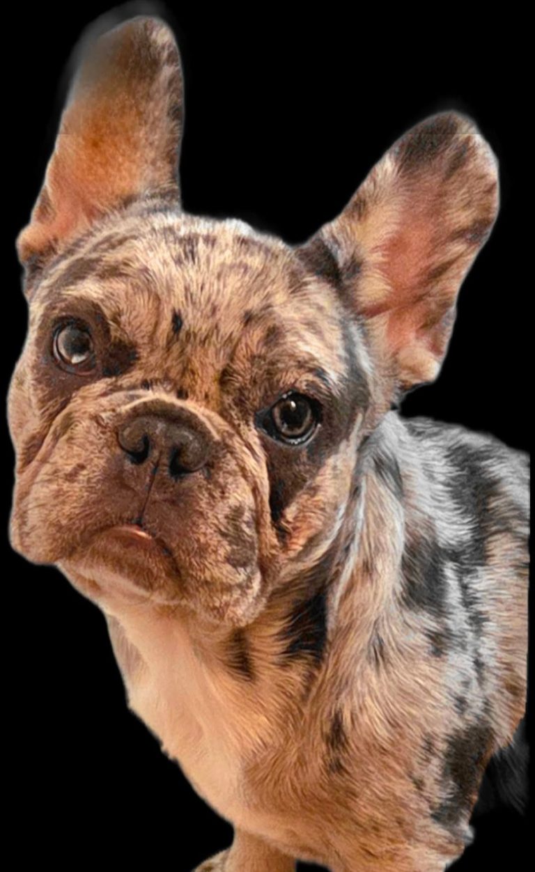 Cheeky, lost dog, Frenchie