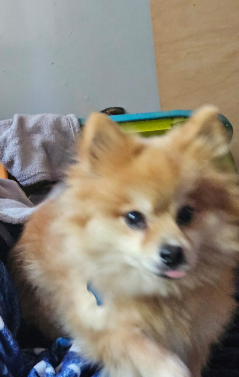 Dino, lost dog, Pomeranian