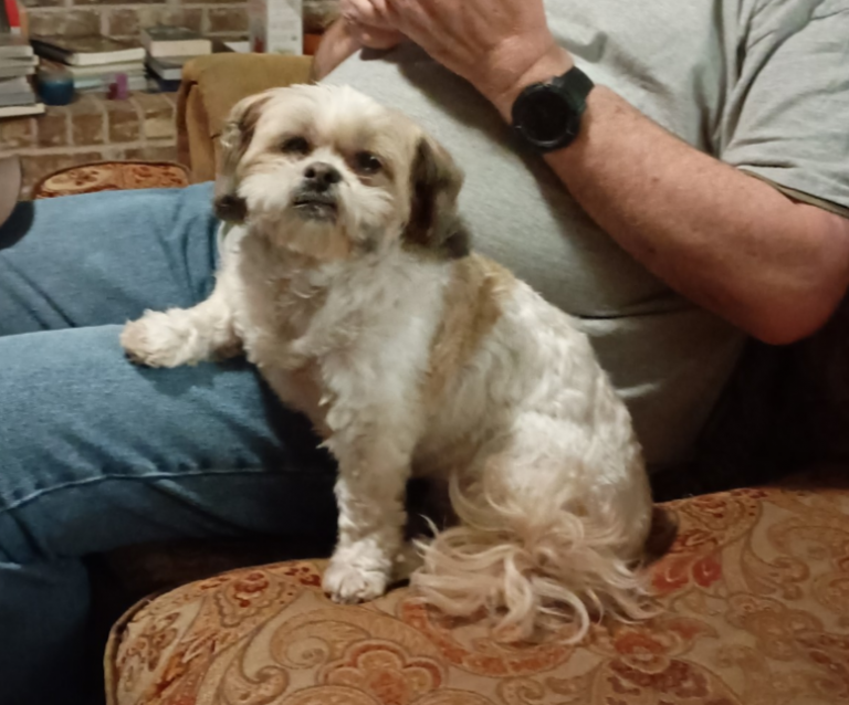 Sophie, lost dog, Shih-Tzu