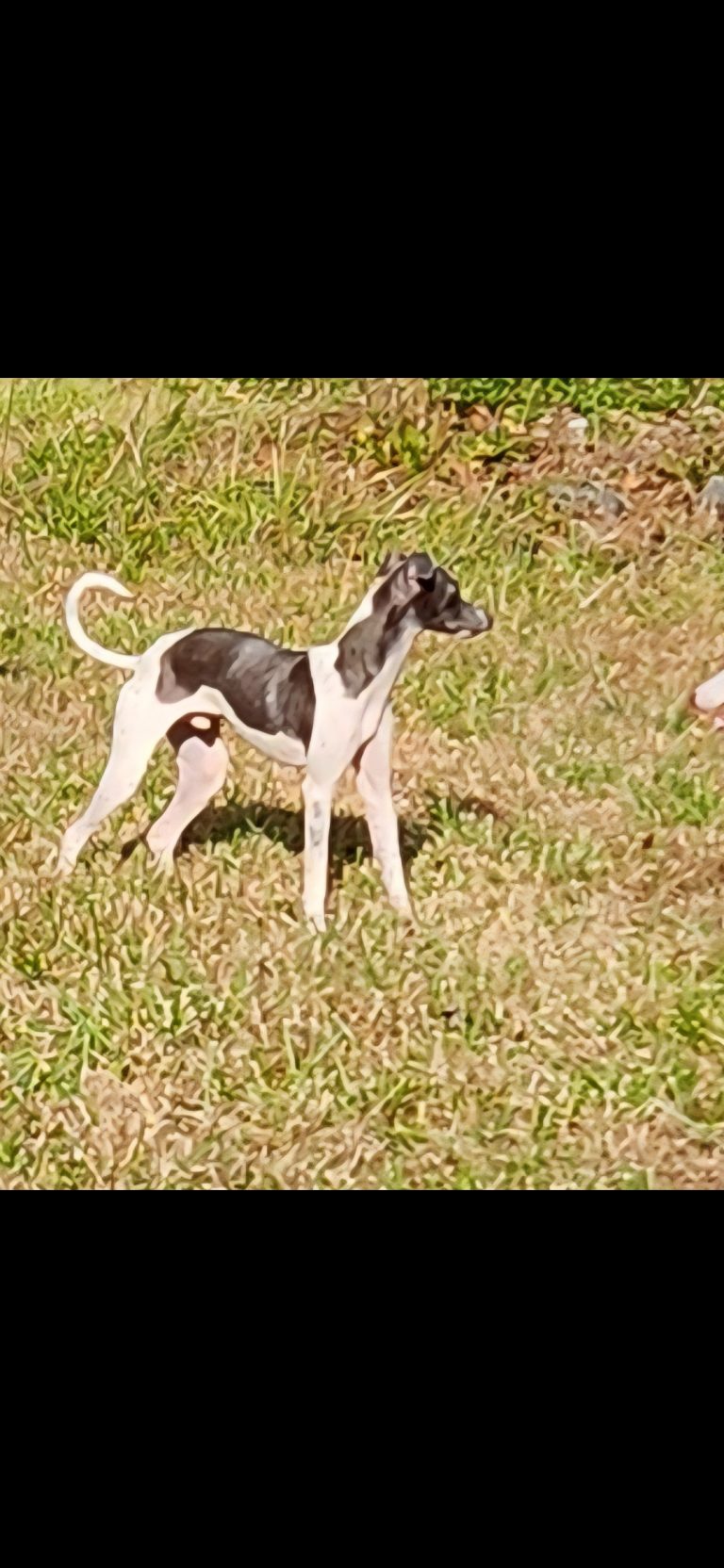 Max, lost dog, Italian Greyhound