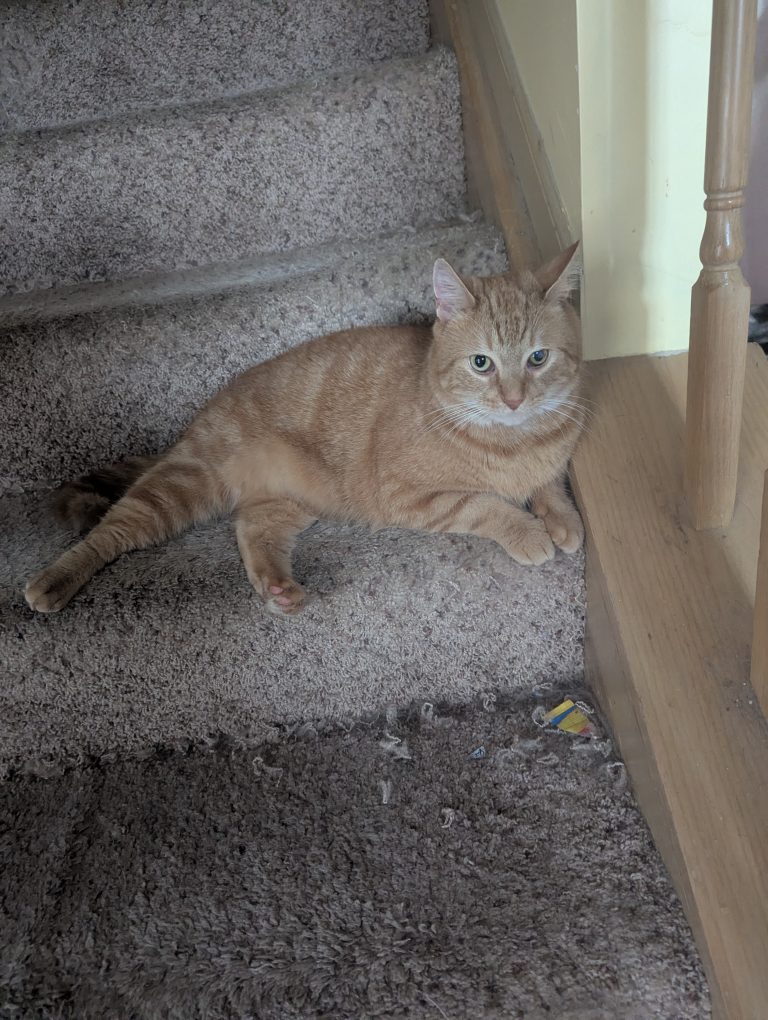 Vinnie, lost cat, American shorthair