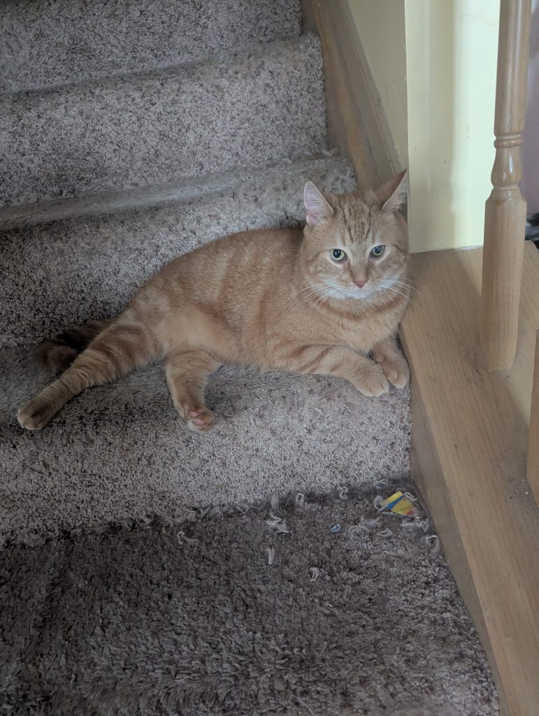 Vinnie, lost cat, American shorthair