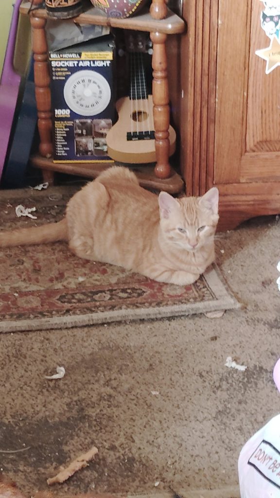 Angel, lost cat, Tabby
