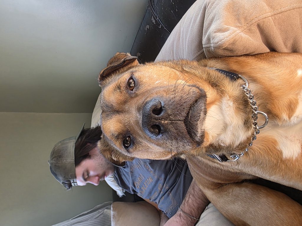 Wes, lost dog, Pitbull mix