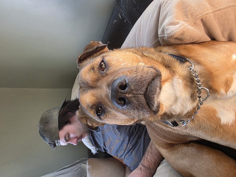 Wes, lost dog, Pitbull mix