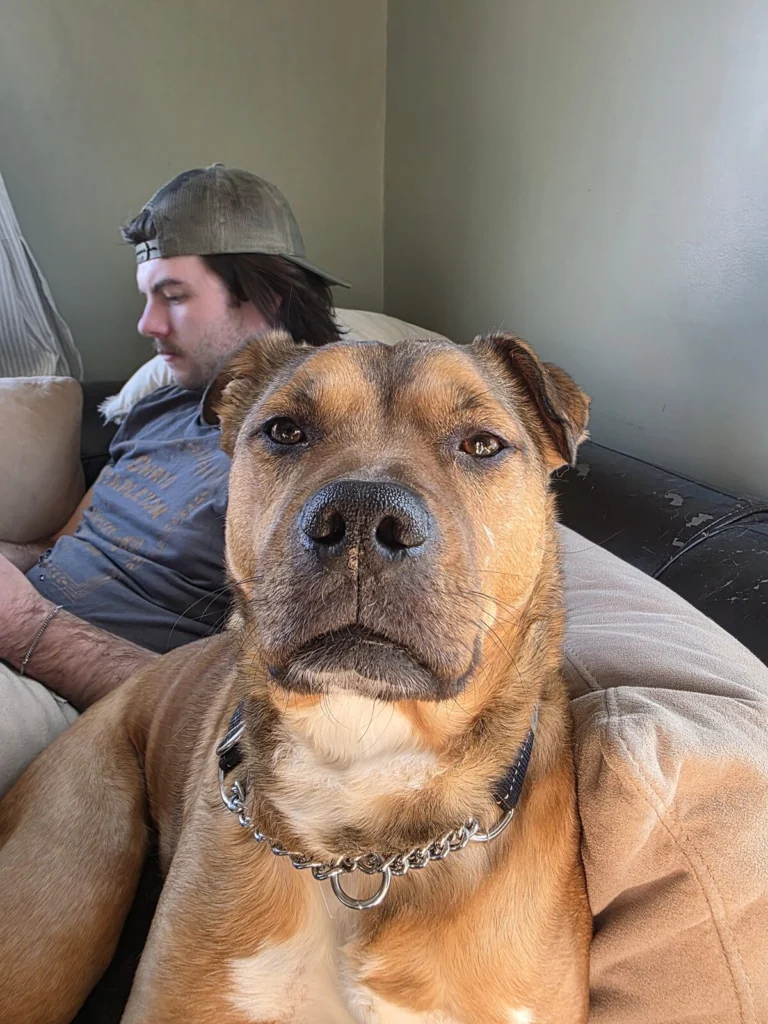 Wes, lost dog, Pitbull mix